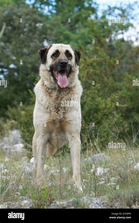 Dog Anatolian Shepherd Dog Kangal Turkish Karabash Adult Standing