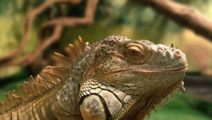 Alimentos que SÍ y que NO puede comer una iguana Hogarmania