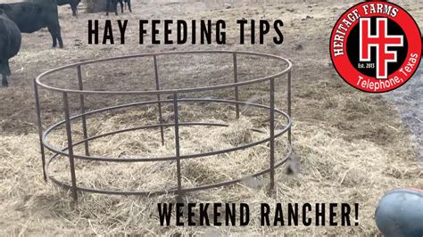 Feeding Hay To Cattle Couple Of Tips To Help Out Youtube