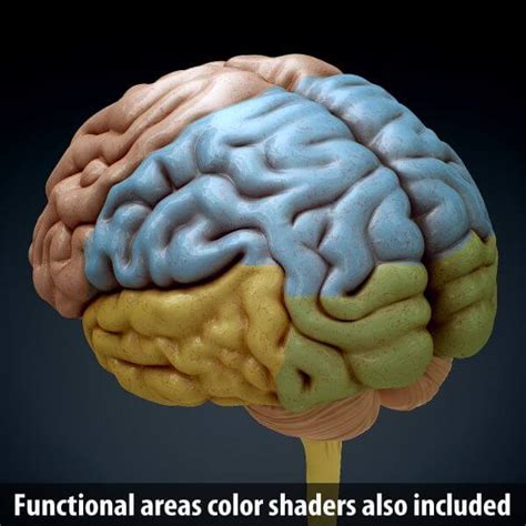 Human Male Head Anatomy - 3D Model by CGShape