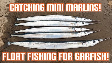 Catching Mini Marlin Garfish While Float Fishing Sea Fishing Uk