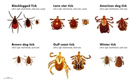 Outdoor Illinois Journal Staying Safe During Tick Season