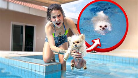 O NOSSO CACHORRINHO SE AFOG0U NA PISCINA YouTube