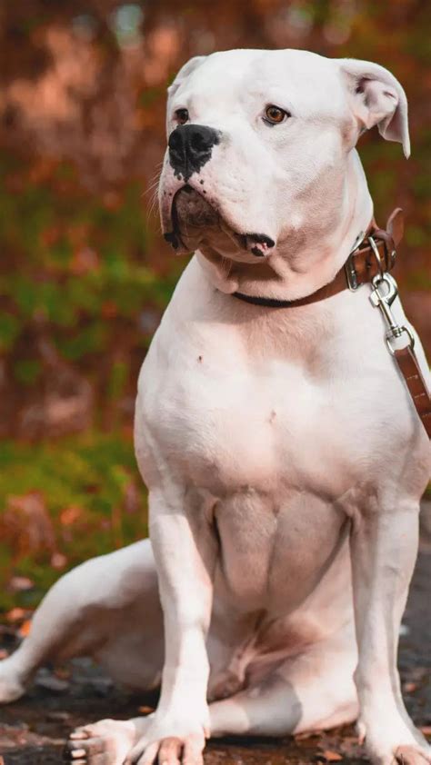 What Is The Difference Between Argentine Dogo And American Bulldog