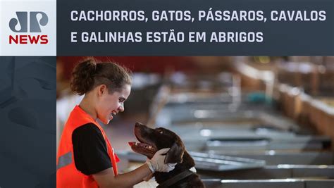 Mais De Mil Animais De Estima O Foram Resgatados Das Enchentes No