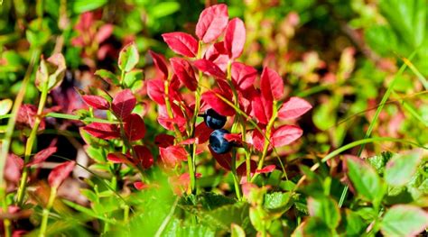 Does Your Blueberry Plant Have Red Leaves? Here's How to Fix it!