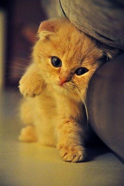 30 Most Adorable and Cutest Cat Photos Collection - Vote for The Cutest Cat