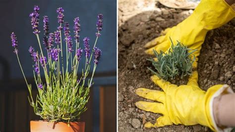 C Mo Reproducir La Lavanda Gu A Paso A Paso Para Principiantes