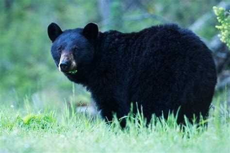 Black Bear Attacks Woman Inside Her Home