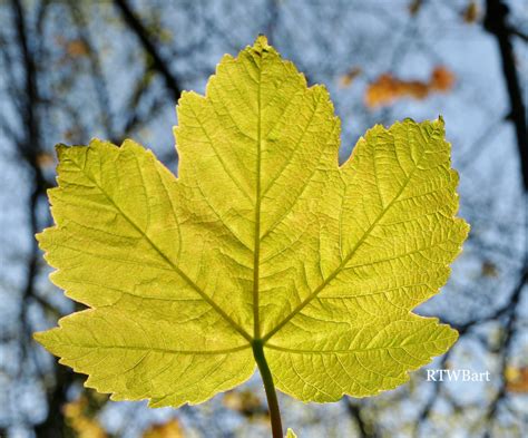 Backlit Sycamore Leaf Clickasnap Sycamore Leaf Leaf Photography