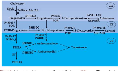 Figure From The Development And Functional Regulation Of The Fetal