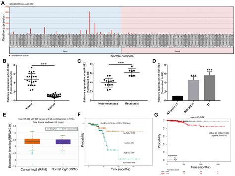 Mir Acts As An Oncogene And Promotes Medullary Thyroid Cancer