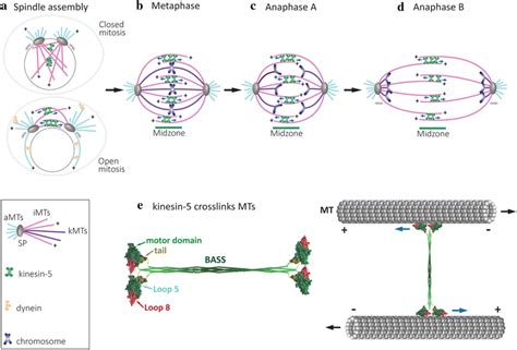 Schematic Representation Of The Major Roles Of Kinesin 5 Motors In