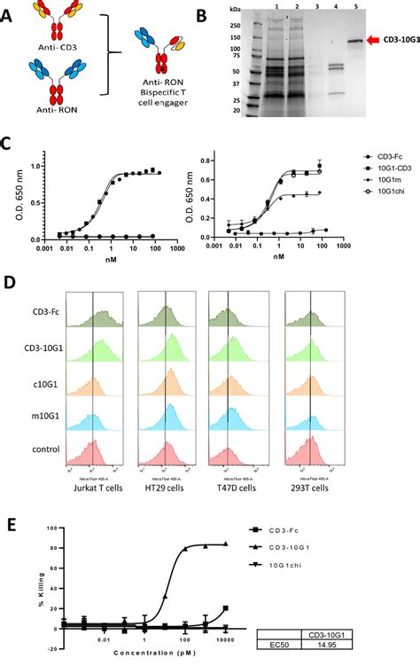 Cd3 10g1 Bispecific Antibody Engages T Cells To Kill T47d Breast Cancer