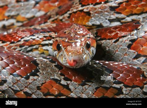 Corn Snake Pantherophis Guttatus Miami Phase Portrait Of Adult