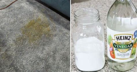 If You Clean Dog Stains Wrong, It Will Happen Again. Dog Expert Shares ...