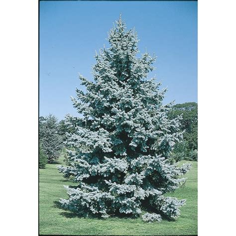 875 Gallon Colorado Blue Spruce Feature Tree L3937 At