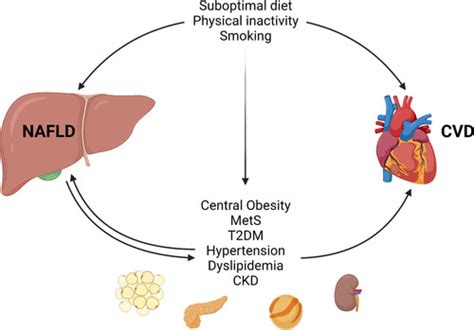 Nonalcoholic Fatty Liver Disease And Cardiovascular Disease A Review