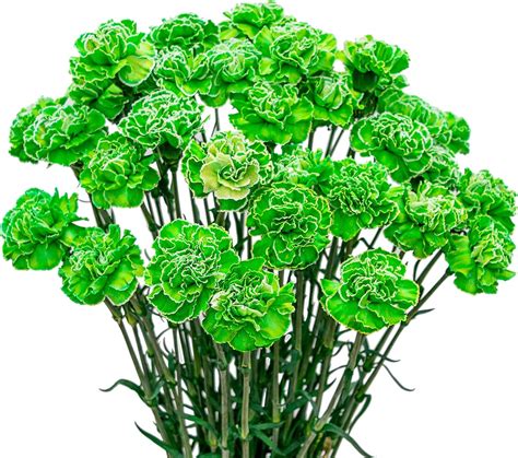 Amazon.com : FlowerPrime 50 Tinted Green Carnations - Fresh Natural Cut ...