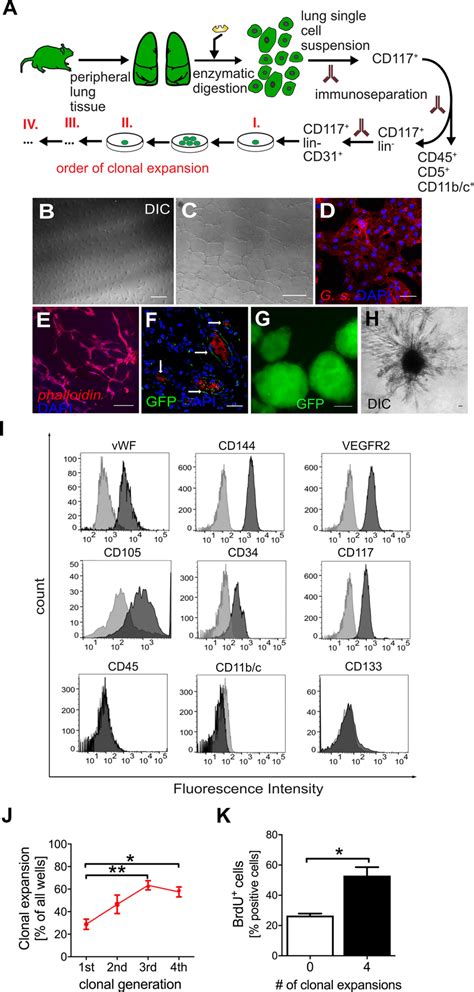 Isolation And Characterization Of EC Clones From CD117 ECs A