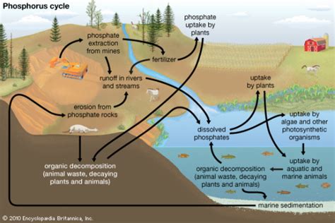 The Phosphorus Cycle - The 2004 Indian Ocean Earthquake & Tsunami