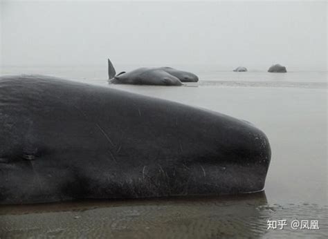 在動物眼裡人類有多殘忍 每日頭條