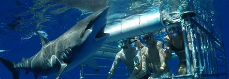 Oahu Shark Tours Shark Cage Diving Tour Hawaii