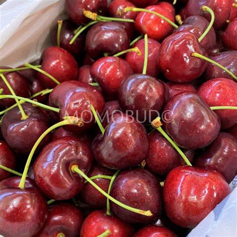 Finest Tasmanian Wandin Valley Farms Red Cherry MomoBud