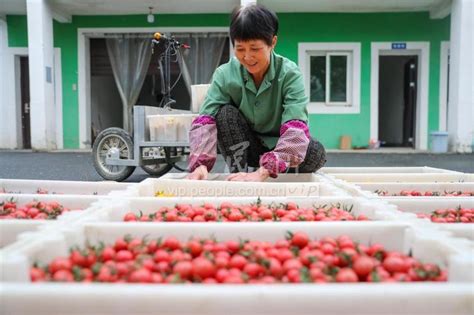 浙江德清：小番茄 喜丰收 人民图片网