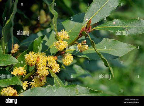 Laurus Nobilis Bay Laurel Stock Photo Alamy