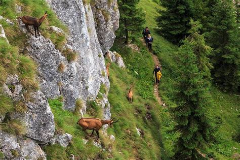 Transylvania Turism Piatra Craiului Mountains