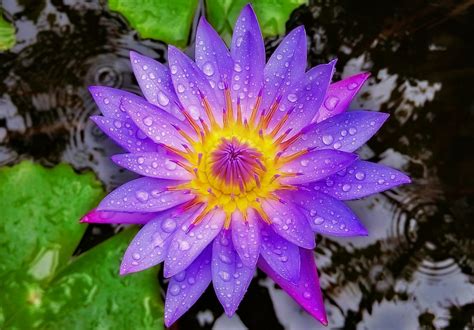 Blue Lotus Extract. 200:1 Extract From Nymphaea Caerulea. BEST SELLER ...