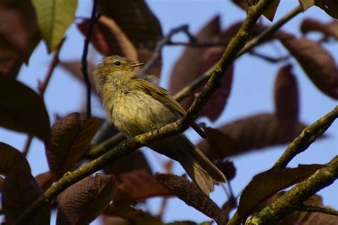 Very Litlle Bird Angela Dolron Flickr