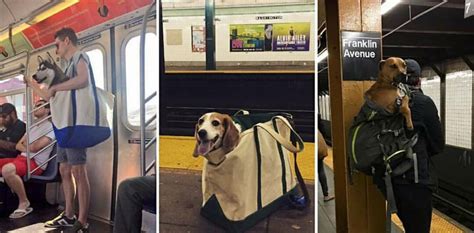 The New York City Subway Banned Dogs Unless They Fit In A Bag The