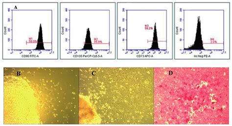 Uc Msc Had Steogenic Differentiation Ability Concluding The Cell