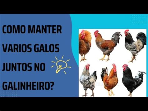 como manter vários galos juntos no galinheiro YouTube