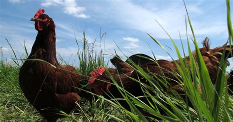 Kansas And Missouri Voting Chickens In Prairie Village Letters Of T S Eliot Kcur Kansas