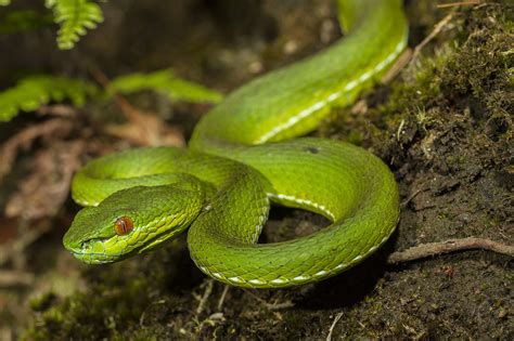 Chinese Green Tree Viper Snake Bite