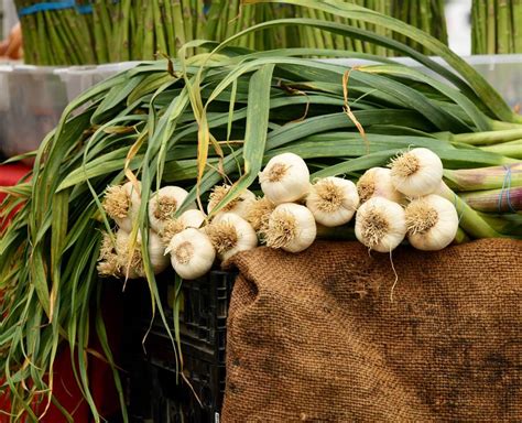 Cómo plantar ajos paso a paso la mejor guía para disfrutar de este