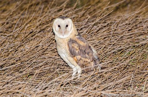 Eastern Grass Owl Tyto Longimembris Matthew Mcintosh Flickr