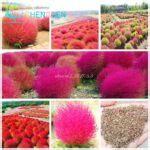 100pcs Burning Bush Seeds OutletTrends.com Free Shipping Up to 70% OFF