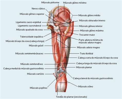 Anatomia Humana Sistema Muscular Membros Inferiores Coxa