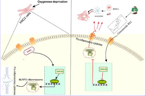 Figure From Ginsenoside Rh Inhibits Nlrp Inflammasome Activation