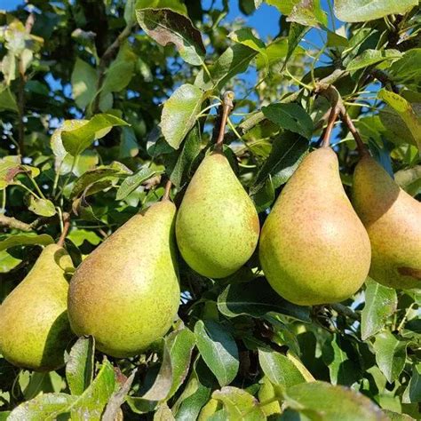 Wild Pear Tree Hedging Plants For Sale Ashridge