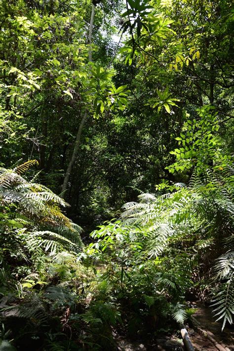 Subtropical forest | Beetles in Deadwood