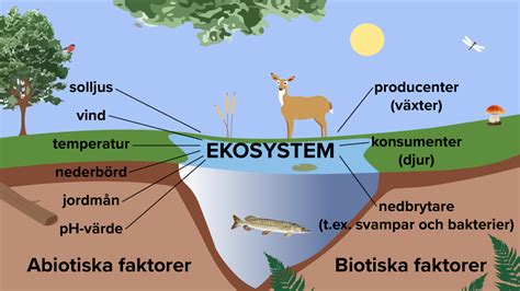 Ekologi L Romedel Till Lektion I Biologi K