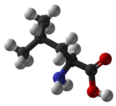 L Isoleucine Vs Leucine Which One Is Better