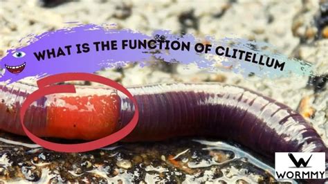 What Is the Function of Clitellum in Earthworm Species?