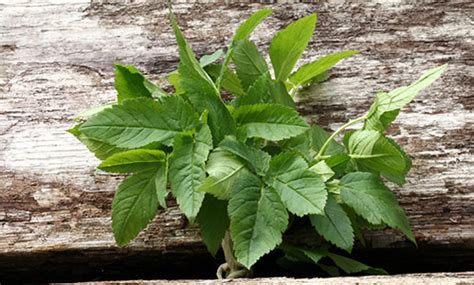 Horny Goat The Best Place For Complete Male Enhancement Product Reviews