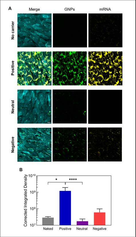 Internalization Of Mrna Loaded Gelatin Nanoparticles A Confocal Live